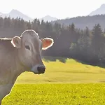 Seeblick Mit Zusaetzl Doppelzimmer, Hof Alpenseeblick, Nesselwangattleseeallgaeu Apartment *