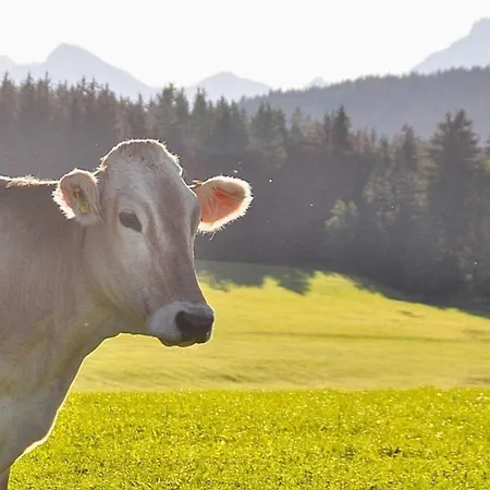 Seeblick Mit Zusaetzl Doppelzimmer, Hof Alpenseeblick, Nesselwangattleseeallgaeu Appartamento *